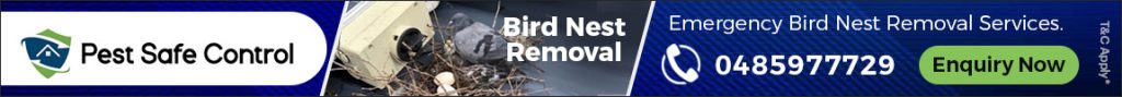 bird nest removal melbourne
