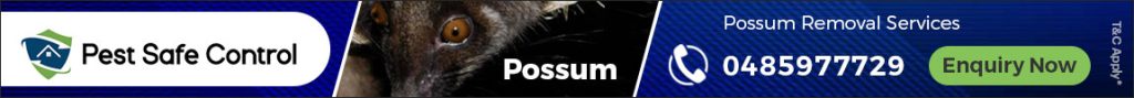 Possum Removal Melbourne