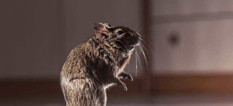 Rat & Rodent image
